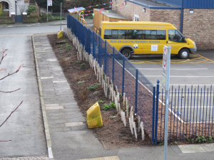 Trees planted outside the fence of New Brighton Primary School