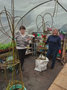 Willow weaving plant supports in the polytunnel
