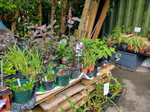 A small section of the plant sale