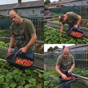 Picking strawberries at Bee Wirral Elemental Project