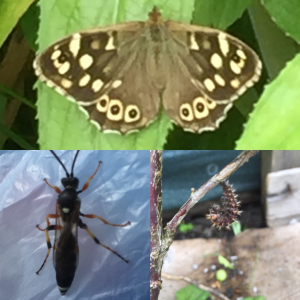 Plenty of insect life to enjoy in the garden