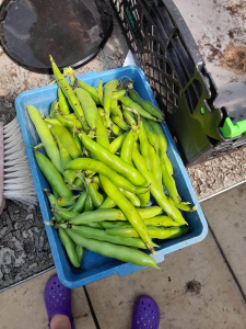 Broad beans from Falkland Road