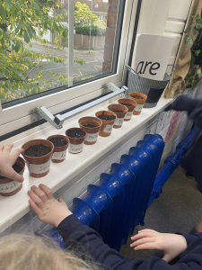 Cress seeds planted in pots to take home. Photo: Egremont Primary School