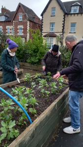 Chris, Angie and Shelagh checking the broad bean plants