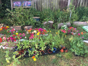 Plants prepared for the children's visit to St James Community Garden