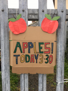 Apples at the community garden