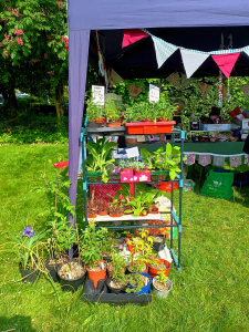 Plants for sale on the WEN stall at Cool Heswall