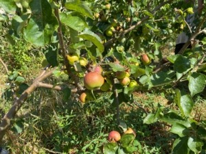 Apples ripening at the St James Community Garden