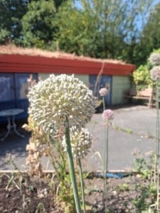 The seed head of a leek