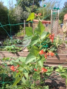 Runner beans